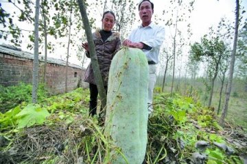 农户种出长1.3米重130余斤冬瓜