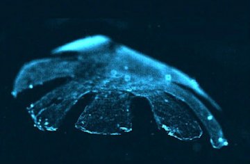 美科学家用老鼠心脏细胞造出人工水母