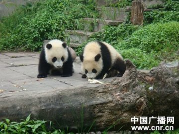 地震让大熊猫受惊吓心理抚慰效果好
