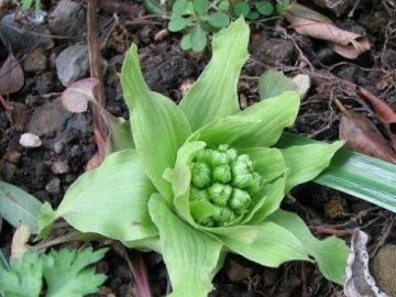 军医谈“天然”药物在偏头痛中的应用