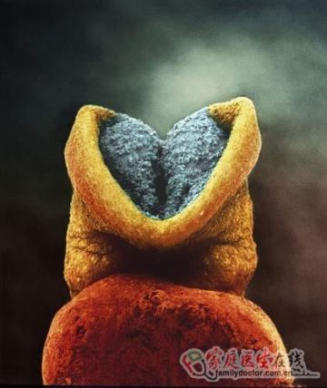 精子发育成胎儿全过程