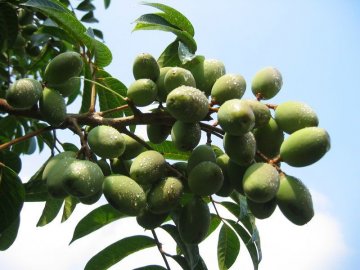 秋季10大食物瘦身清热