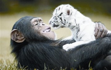 美国猩猩给白虎幼仔当养母