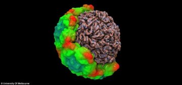 科学家获得感冒病毒3D图像助研新型药物