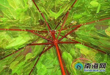 大学生情侣缝制树叶雨伞 获世界最大树叶伞证书