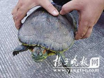 男子钓得4斤重香龟 体有淡香夜夜怪叫