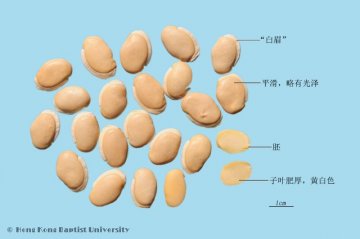白扁豆（Baibiandou）中药材鉴别照片