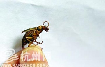 小虫飞入民宅放100℃毒屁蜇人