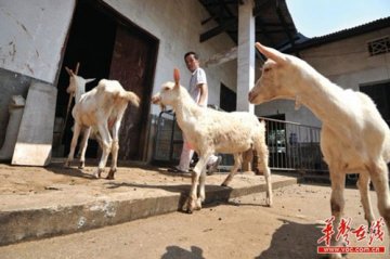 湖南奶爸为防“毒奶粉”自家顶楼养5只羊供奶