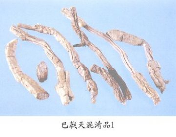巴戟天混淆品（1）--羊角藤（Yangjiaoteng）