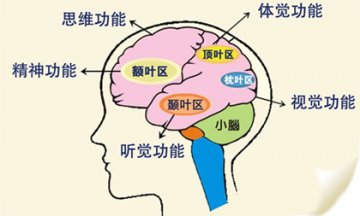 科学安排一日三餐 脑力劳动者必需的食物