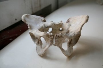 探访“人骨仓库”