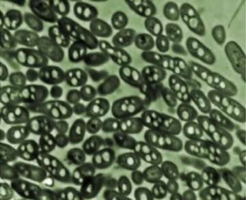 让微生物制造燃料