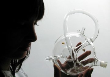 新奇特玻璃诊断工具：让蜜蜂帮你“嗅探”癌症？