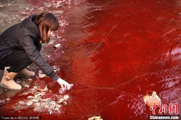 河南洛阳涧河河水变成血红色 又是污染？