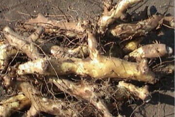野生地茎