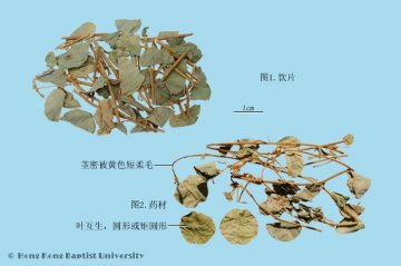 广金钱草（Guangjinqiancao）中药材鉴别照片