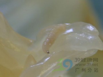 广州惊现有蛆柚子 多近距离实拍