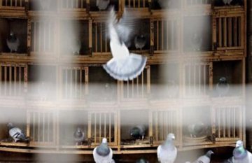 H7N9禽流感：春运出行不要携带家禽