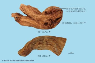 沉香（Chenxiang）中药材鉴别相册