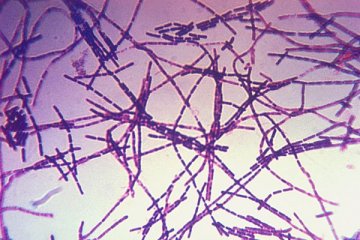 美五角大楼更新数字：至少有192个实验室收到炭疽杆菌