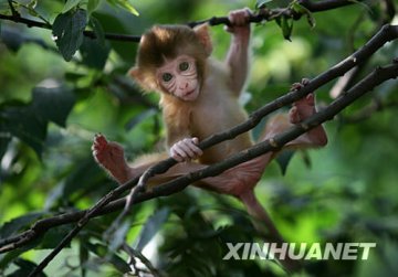 中国科学家成功培育出首例转基因猕猴