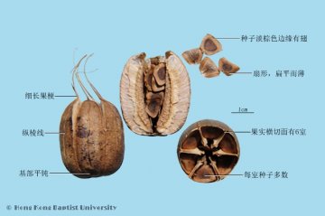马兜铃（Madouling）中药材鉴别照片