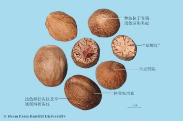 肉豆蔻（Roudoukou）中药材鉴别照片