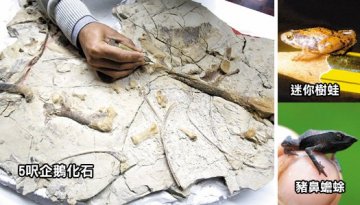 美刊评年度十大新物种 猪鼻蟾蜍、超大企鹅入选