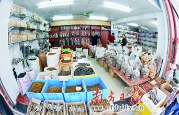 硫磺熏制菊花流入广州市场？药材打磺屡禁不止