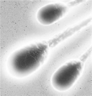 干细胞生成精子或预示男性不育症就此终结