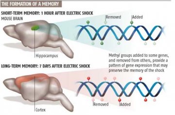 美科学家称记忆存储在DNA而非大脑中
