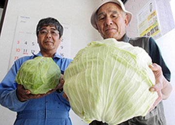 日核泄露疑致蔬菜变异