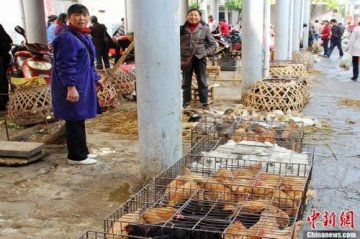 苏州今起暂停活禽交易 禁止外地活禽进入