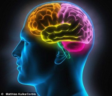 科学家称人脑进化已达极限未来或将萎缩