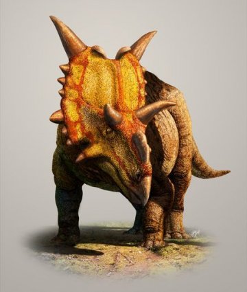 7800万年前奇特角龙长华丽尖角