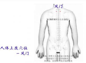 人体上肢穴位 风门