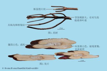 紫苏梗（Zisugeng）中药材鉴别照片