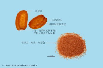 葶苈子（Tinglizi）中药材鉴别相册