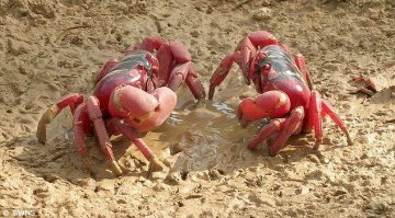 研究称红陆蟹为交配长途跋涉5天改造腿部肌肉