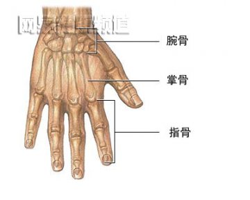 蹼指修复术