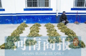 罂粟一捆5毛 男子种罂粟当菜卖一捆五毛