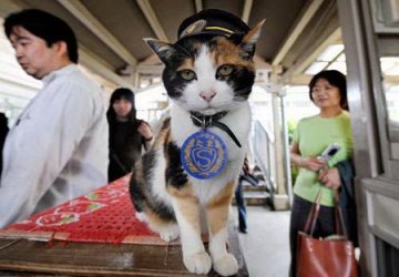 日本九岁猫咪担任无人车站“站长”