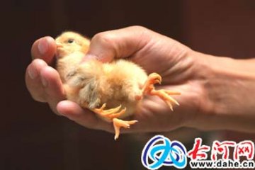 河南洛阳两只小鸡出生5天长4只腿