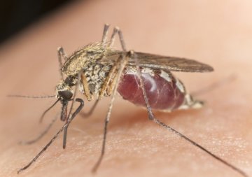 科学家在越南投放抗登革热病蚊子