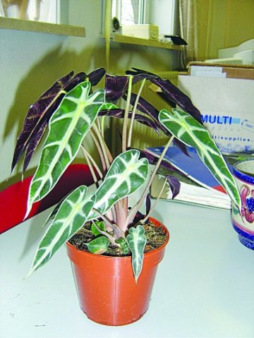 超市热卖观赏性植物有毒？专家提醒多加注意