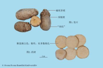 泽泻（Zexie）中药材鉴别照片