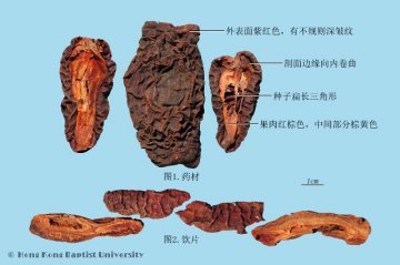 木瓜（Mugua）中药材鉴别照片