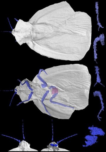 科学家建立3亿年前远古蟑螂物种祖先3D结构