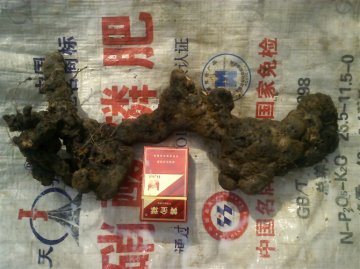 猪苓与竹子